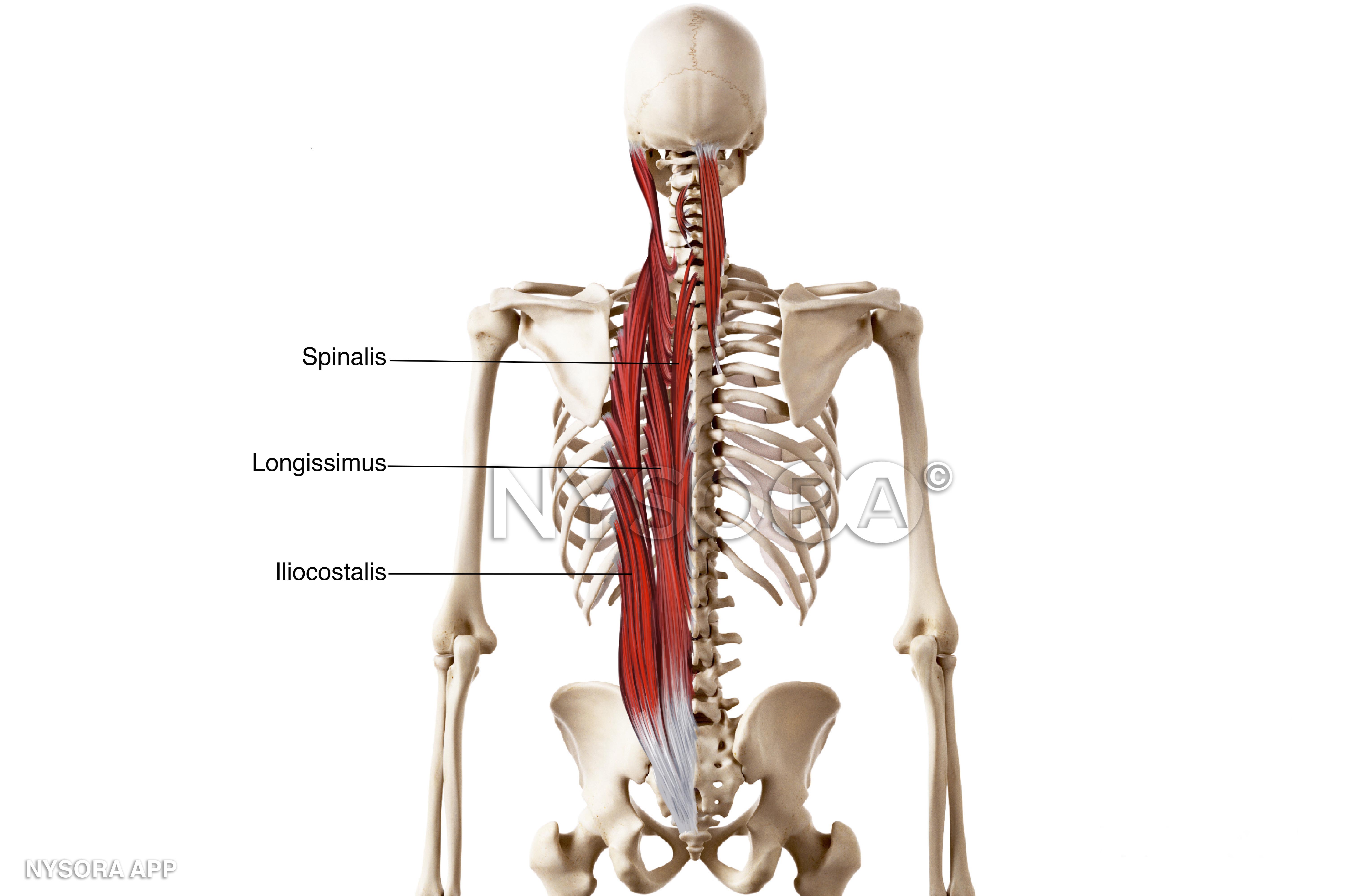 Deep Muscles Of The Back Erector Spinae Bodybuilding