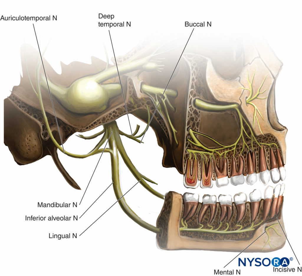 The Mandibular Nerve Block NYSORA eLearning System